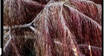 Studii americane confirma ca fracturarea hidraulica ucide copacii