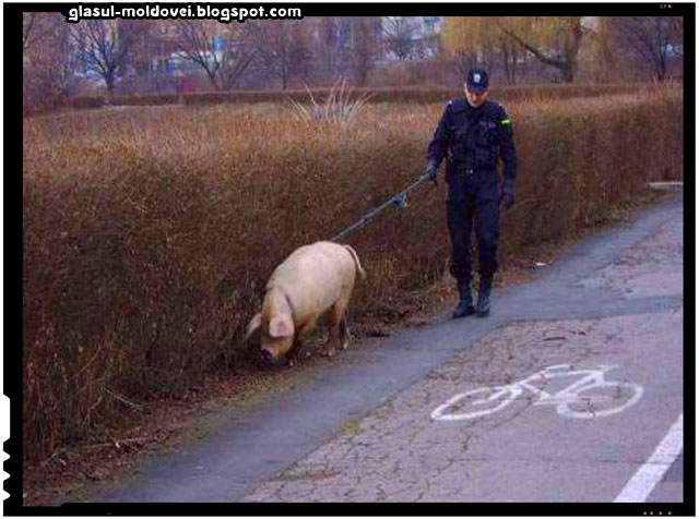 Jandarmeria Romana a fost dotata cu porci detectori de ... porci corupti!