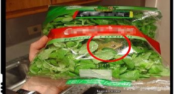 Italia – Salata la punga dintr-un supermarket are “garantat” si o broasca proaspata