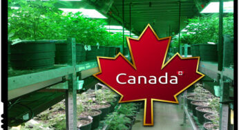 Progresismul distructiv: Canada legalizeaza consumul de marijuana
