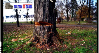 Bataie de joc la Carei! Parcul dendrologic, monument istoric de secol XVIII, luat cu asalt de drujbe in cadrul unor taieri nejustificate, abuzive si ilegale!