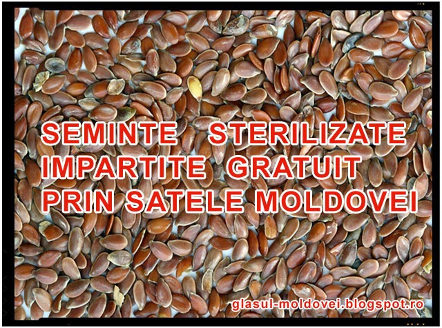 Pericol! Seminte sterilizate impartite gratuit prin satele Moldovei