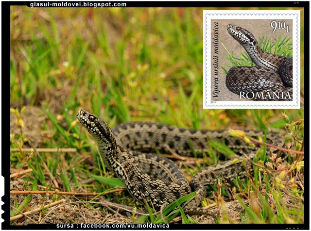 Vipera de stepa moldava, un sarpe care traieste doar in Romania