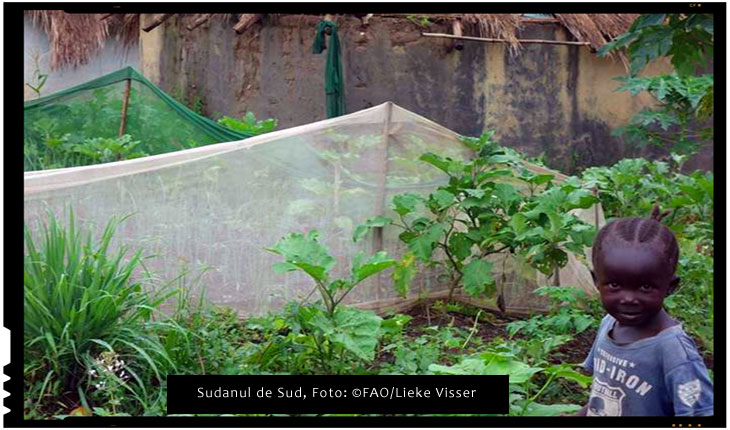 Un dar papal ajută familiile înfometate din Sudanul de Sud, Foto: ©FAO/Lieke Visser