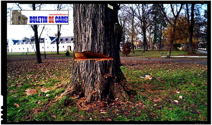 Bataie de joc la Carei! Parcul dendrologic, monument istoric de secol XVIII, luat cu asalt de drujbe in cadrul unor taieri nejustificate, abuzive si ilegale!