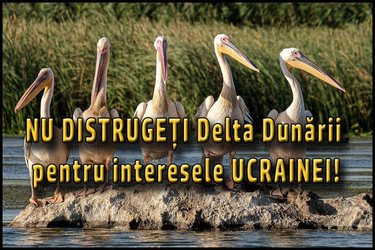 Senatoarea Diana Iovanovici-Șoșoacă, Președintele Partidului S.O.S România, reacționează față de trădarea lui Bogdan Aurescu