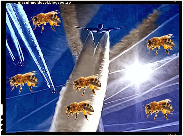 Ipoteza halucinanta – Fenomenul Chemtrails folosit pentru a ucide albinele