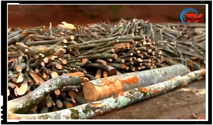 Dezastru de proportii apocaliptice in judetul Neamt! Padurile se taie acolo cu mult peste puterea de regenerare a naturii, Foto: Neamt Tv