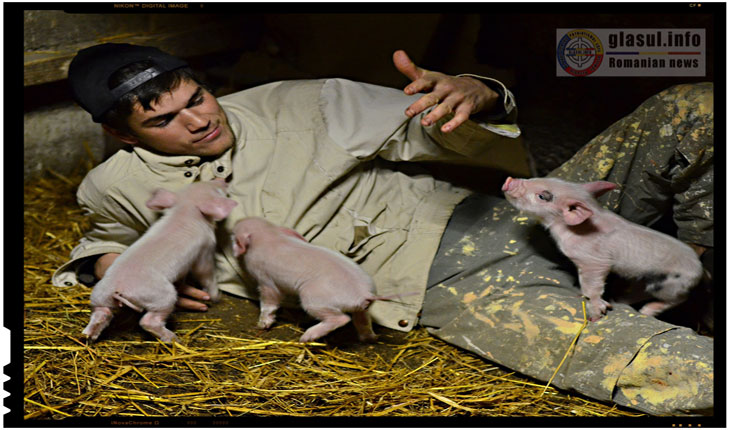 In viitor oamenii vor putea fi numiti porci fara sa se mai supere? Omul-porc va avea organe transplantate de la porci!