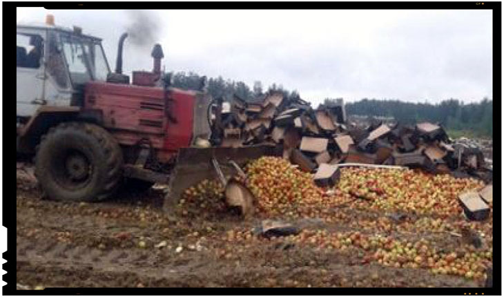 In timp ce Dodon le da dovezi de pupincurism rusilor din Transnistria, merele din Republica Moldova sunt distruse in regiunea Smolensk din Rusia