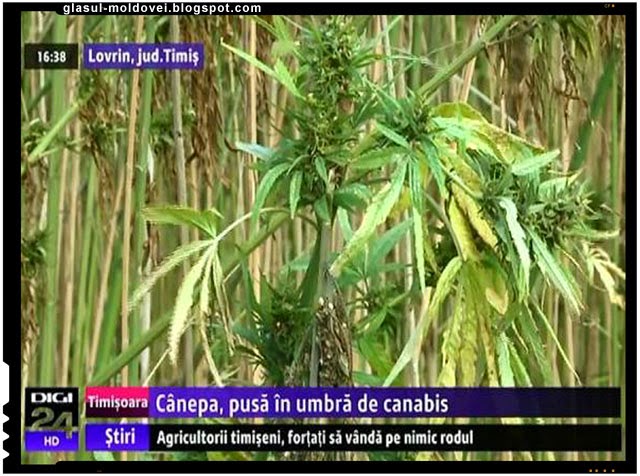 Se cultiva din nou canepa in Romania !