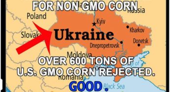 China refuza porumbul modificat genetic importat din SUA
