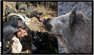 Jihadisti ISIS VS Porci mistreti: Daca nu-i mancati voi pe ei, atunci va mananca ei pe voi!