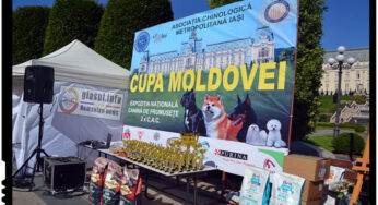 Unii dintre cei mai frumosi caini au putut fi admirati la Cupa MOLDOVEI 2017 de la IASI