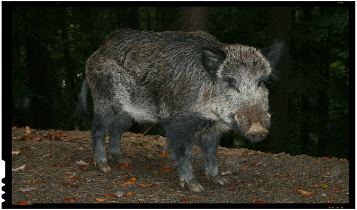 Stimulente financiare pentru vânătorii care ucid porci mistreți din zone în care există focare de pestă porcină africană
