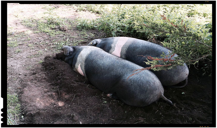 Apel al fermierilor români: luptați împotriva pestei porcine africane prin refuzul de a cumpăra carne de porc din altă sursă decât sursa românească!
