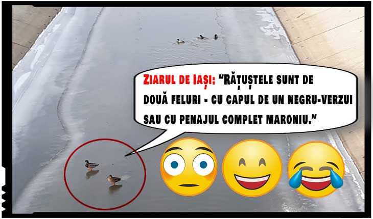 Cine sunt progresiștii de la Ziarul de Iași: "zbârnaliști" care nu știu să facă diferența dintre o rață și un rățoi, dar asociază numărul de biserici cu rata mare de analfabetism