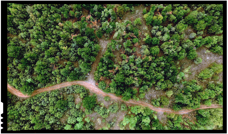 Republica Moldova se orientează spre un sistem îmbunătățit de planificare și monitorizare a resurselor forestiere, Foto: FAO