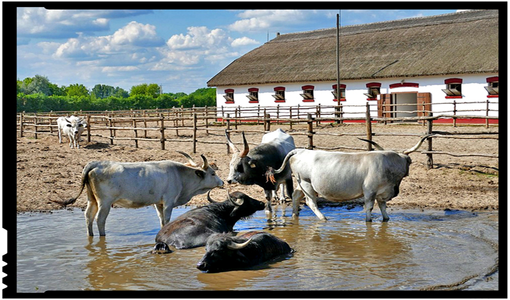 Guvernul Ungariei acordă burse de studiu în agricultură tinerilor din Republica Moldova?