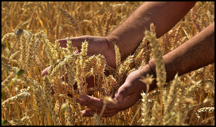 Cotațiile internaționale pentru zahăr și cerealele de consum curent au crescut semnificativ, potrivit FAO