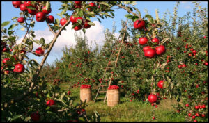 Directorul Asociației „Moldova Fruct”: "România a importat 12 mii de tone de mere, ceea ce ne bucură foarte mult"