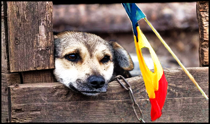 România și sindromul câinelui scăpat din lanț: lovitură de stat sângeroasă, mascată în "revoluție"