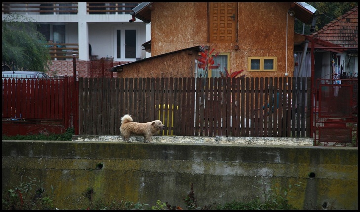 După ce au furat, ucis și mâncat un câine la Gilău, o asociație clujeană solicită expulzarea imigranților vietnamezi care refuză să respecte legile din România