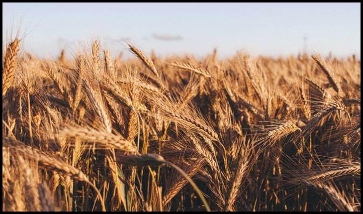 Recomandările FAO privind plantarea și recoltarea în timpul pandemiei COVID-19, Foto: FAO