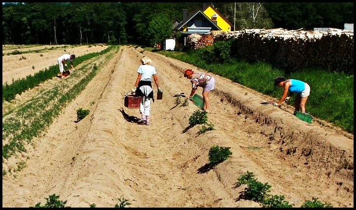 gazetadecluj.ro: "Muncitorii sezonieri din Germania suspecți de coronavirus sunt trimiși înapoi în România"