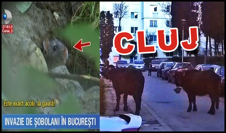 O turistă impresionată de Iași: "Bucureștiul e o cocină iar Clujul, un grajd", Foto: captura TV Kanal D