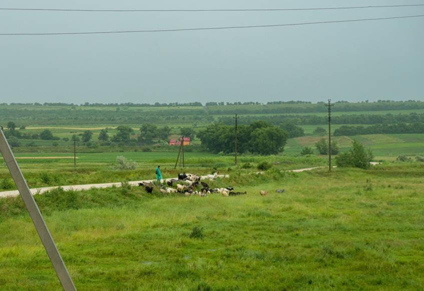 Cioban în câmp. Foto: ©FAO/Dorin Goian