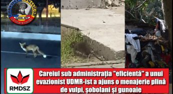 (VIDEO) Careiul sub administrația “eficientă” a unui evazionist UDMR-ist a ajuns o menajerie plină de vulpi, șobolani și gunoaie