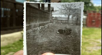 Un tânăr arădean împletește trecutul și prezentul într-un proiect de renovare a unei case din 1934